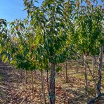 Čerešňa vtáčia (Prunus avium) ´BURLAT´ - skorá, výška 160-180 cm, obvod kmeňa: 4/6 cm, kont. C10L